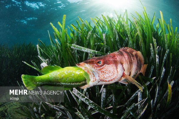 برندگان مسابقه عکاسی دنیای زیر آب 2022