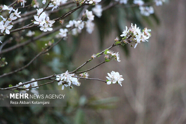 جلوه گری شکوفه های بهاری در گیلان