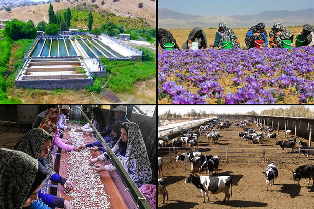 ۵۷ درصد اشتغال در بخش کشاورزی استان قزوین محقق شده است