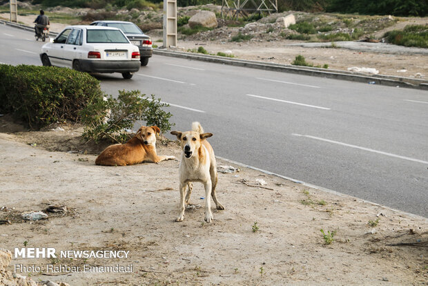 جدیتی برای رفع مشکل سگ‌های ولگرد در خرمشهر وجود ندارد