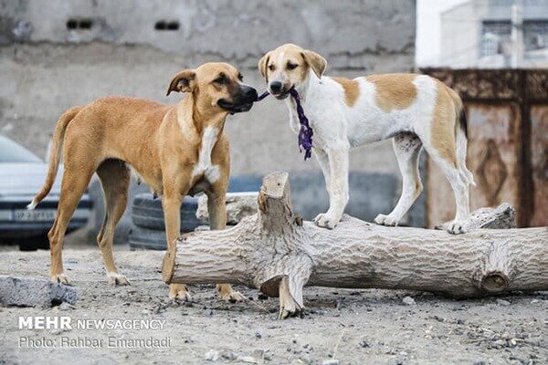 سگ گزیدگی در خوزستان ۵۱ درصد افزایش یافت