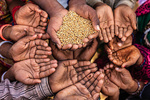 بحران جهانی غذا روز به روز تشدید می شود