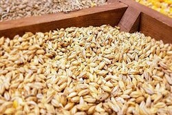 تداوم خرید گندم در سیلوهای اردبیل/۳۵۰ تن گندم خریداری شد