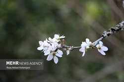 خودنمایی شکوفه‌های بهاری در زمستان گیلان