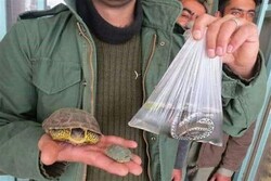 ممنوعیت خرید و فروش گونه‌های جانوری حیات وحش در استان همدان