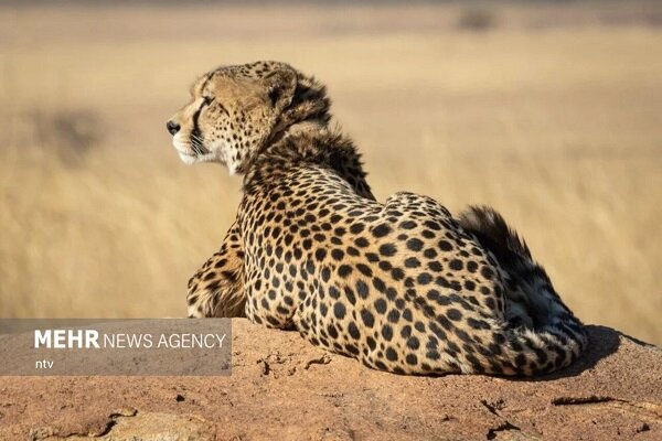 VIDEO: Persian leopard spotted in NW Iran