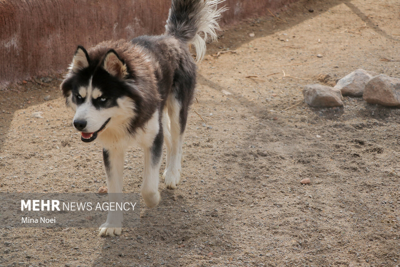 آنچه باید از ویروس هاری بدانیم/ افزایش موارد حیوان گزیدگی – خبرگزاری مهر | اخبار ایران و جهان