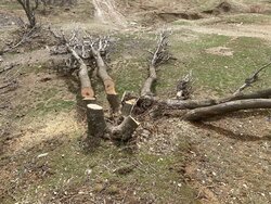 قطع صدها اصله درخت توسط سودجویان در بانه