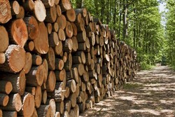 اجرای طرح زراعت چوب در ۱۶۷ هکتار از اراضی ملی چهارمحال و بختیاری