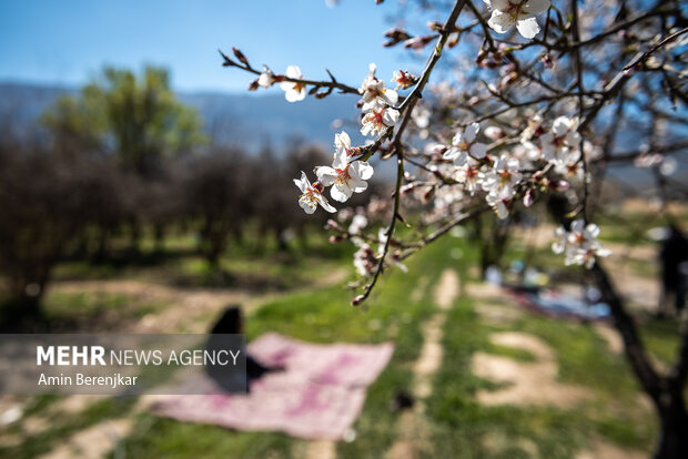 شکوفه های بهاری «مهارلو» استان فارس