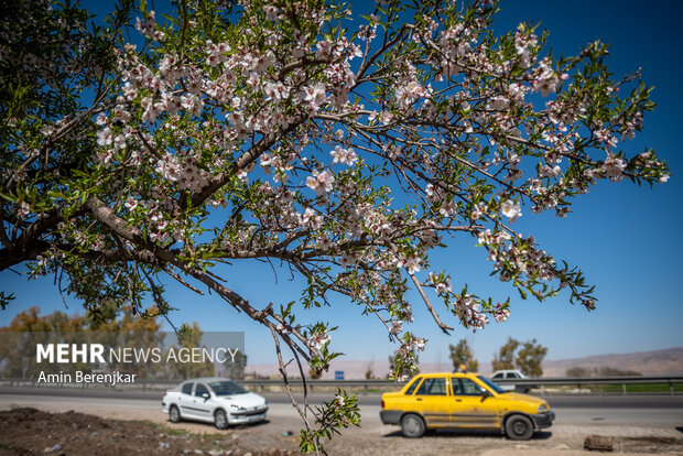 شکوفه های بهاری «مهارلو» استان فارس