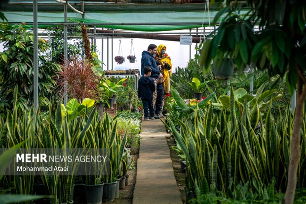 رونق تولید و فروش گلهای تزیینی در گلخانه های گلستان