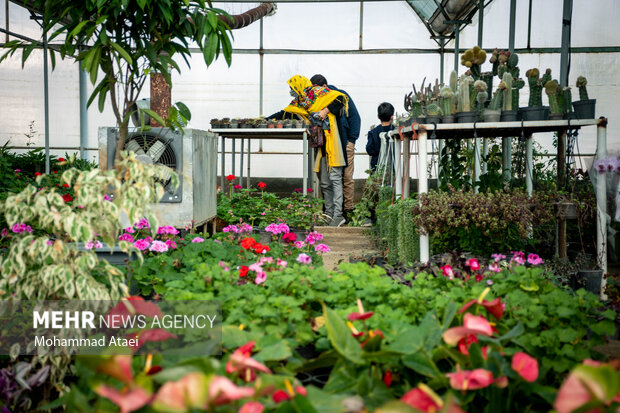رونق تولید و فروش گلهای تزیینی در گلخانه های گلستان