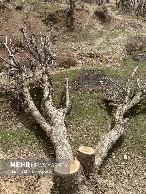 بریدن صدها اصله درخت توسط سودجویان در بانه