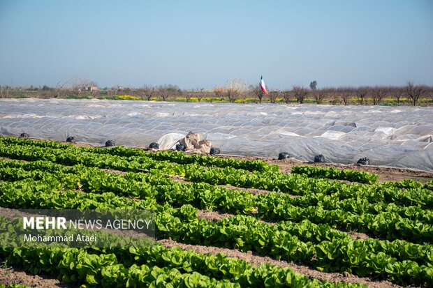 برداشت نوبرانه کاهو در مزارع استان گلستان