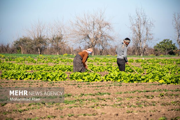 برداشت نوبرانه کاهو در مزارع استان گلستان