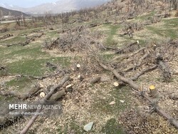 شناسایی فرد متخلف بانه ای که ۱۷۰۰ اصله درخت را قطع کرده بود