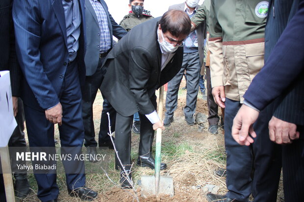 National tree planting day in Kermanshah