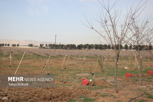 National tree planting day in Kermanshah