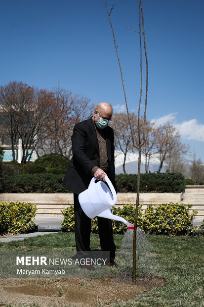 محمدباقر قالیباف رئیس مجلس شورای اسلامی به مناسبت روز درختکاری یک اصله نهال در فضای سبز مجلس غرس کرد