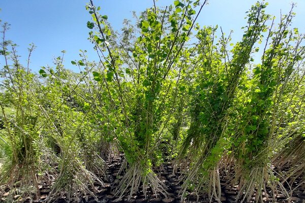 گونه هیبرید درخت صنوبر تولید شد/ مقاوم در برابر شرایط شوری آب و خاک