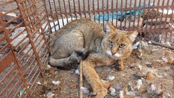 رهاسازی گربه جنگلی در مناطق حفاظت شده شهرستان اهر