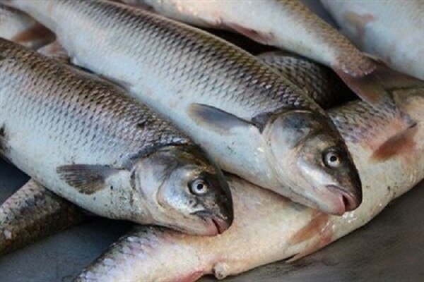 از آزادسازی صادرات دام زنده تا مرگ ۸ هزار تن ماهی.  ۴۰۰ دشت کشور ممنوعه است