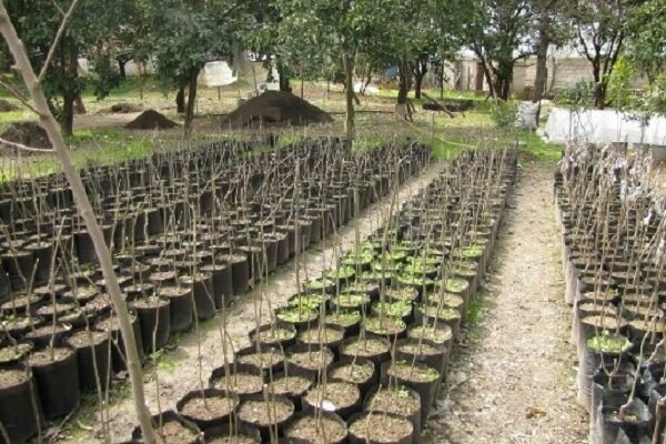 توزیع ۵۵ هزار اصله درخت بین کشاورزان شهرستان تویسرکان