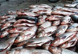 تولید ماهی در نهاوند؛ از عدم نقدینگی تا تأمین تخم چشم زده کشور