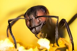 دەستنیشانکردنی شێرپەنجەی مرۆڤ لە رێگای مێروولەکانەوە