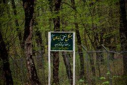 «النگدره» در چنگ پارادوکس فرهنگ و طبیعت/ هرکسی فریاد خودش را می زند