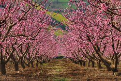 جلوه گری شکوفه های رنگارنگ در مازندران