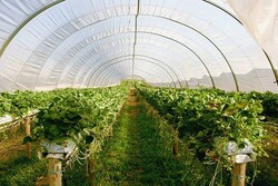 توسعه کشت گلخانه ای راهبرد توسعه بخش کشاورزی دانش بنیان است