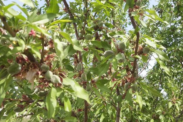 برداشت چغاله بادام از باغات خفر آغاز شد