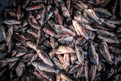 قیمت انواع ماهی امروز دوشنبه سیزدهم تیرماه ۱۴۰۱