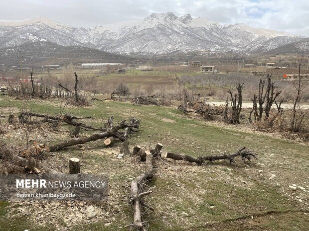 متهم پرونده قطع درختان منطقه گردشگری سورین بانه دستگیر شد