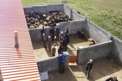اهدای ۳۶۰ رأس گوسفند به ۶۰ خانوار محروم روستایی در کردستان