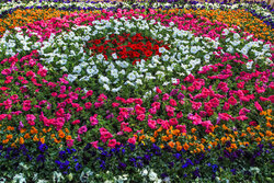 کاشت سه‌هزار نهال و ۶۰ هزار گل در محلات شهر بوشهر