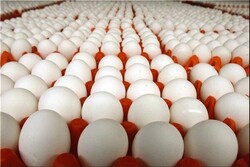 تعداد مرغ تخم‌گذار در دامغان افزایش یافت