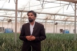 تولید ۱۴ هزار تن محصولات کشاورزی گلخانه‌ای در خراسان جنوبی