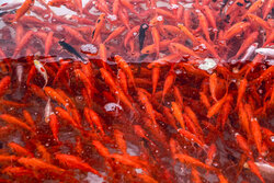 رهاسازی ماهی‌های قرمز در لرستان مدیریت شود/توزیع کیسه‌زباله در روز طبیعت