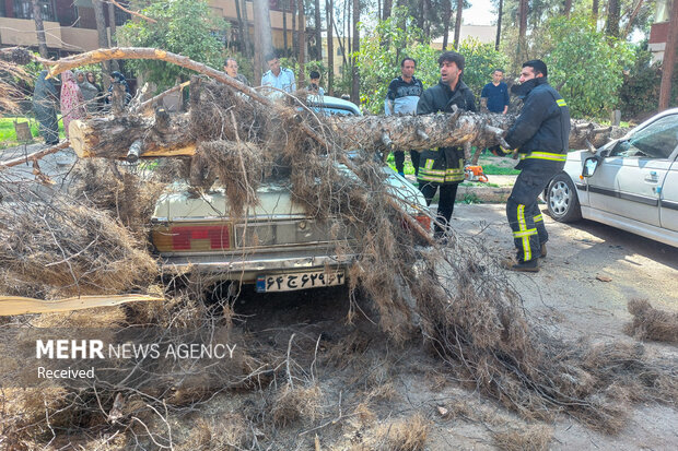 خسارات وزش باد شدید در شیراز
