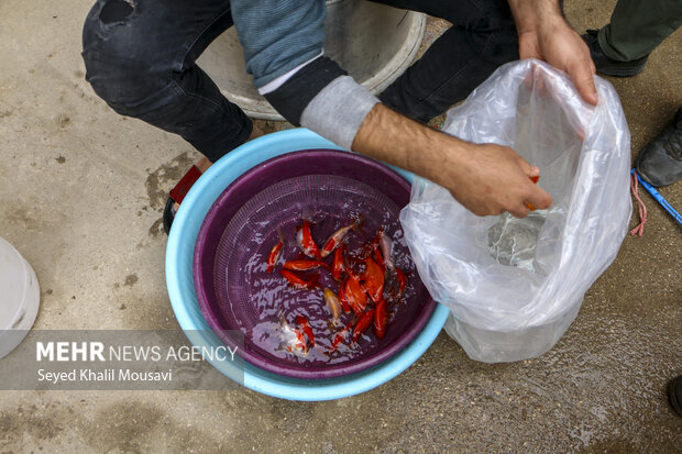 برهم زدن اکوسیستم با رهاسازی ماهی قرمز در رودخانه های بام ایران
