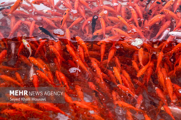 رهاسازی ماهی‌های قرمز در لرستان مدیریت شود/ توزیع کیسه زباله