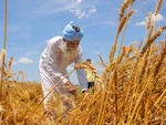 جنگ جهانی گندم؛ آیا افزایش قیمت آرد فقط مربوط به ایران است؟