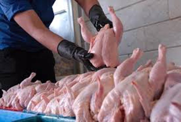 ایام نوروز و افزایش مصرف مرغ/ نیازهای استان بوشهر تامین شود