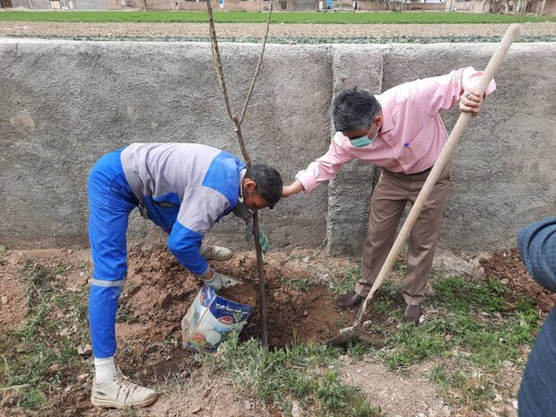 ۱۵۰۰ نهال در روستاهای بخش مرکزی پیشوا غرس شد