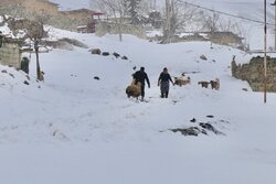 روستای تولون گرفتار در برف و کولاک