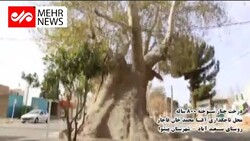درخت چنار سوخته ۸۰۰ ساله روستای سعیدآباد شهرستان پیشوا