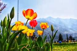 برپایی هشتمین جشنواره لاله شهرکرج از ۱۵ فروردین